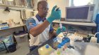 Aux Seychelles, des recherches sur la transmission de la leptospirose