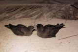 Rats gone: Tenfold increase in wedge-tailed shearwaters on 2 Seychelles' islands