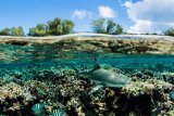 Proposed Wildlife Protection Bill: Seychelles to strengthen shark and ray protection